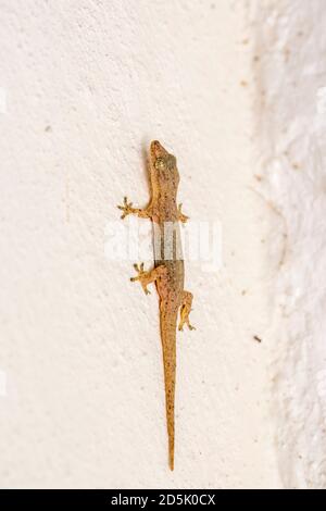 Maison commune Gecko; Hemidactylus frenatus; Maldives Banque D'Images