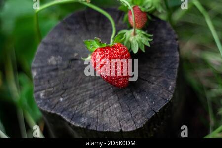 Les fraises rouges se trouvent sur la souche, sur fond de feuilles vertes. Belle composition de fraises mûres sur petit podium de chanvre. Augmentation des berr. Utiles Banque D'Images