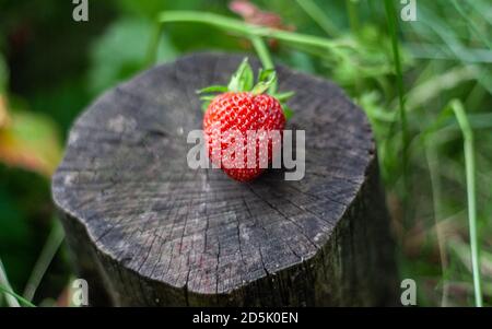 La fraise rouge repose sur une souche sur un fond de feuilles vertes. Belle composition de fraises mûres sur petit podium de chanvre. Devenir utile être Banque D'Images
