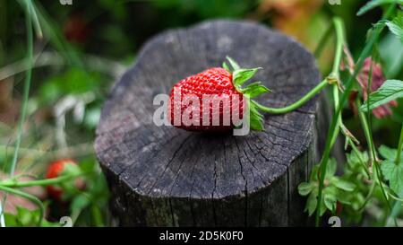 Les fraises rouges se trouvent sur la souche sur fond de feuilles vertes entre les lits de fraises dans le jardin. Belle composition de fraises mûres sur le smal Banque D'Images