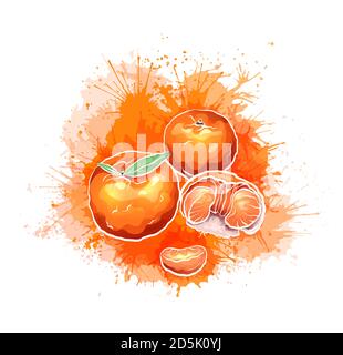 Illustration de la mandarine de dessin animé avec des éclaboussures et des gouttes d'aquarelle isolées de l'arrière-plan. Dessin mandarin doux. Une alimentation saine. Vecteur elemen Illustration de Vecteur