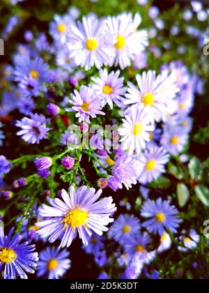 fond floral avec des pâquerettes bleu de michaelmas, fleurs couvertes de gouttes de pluie Banque D'Images