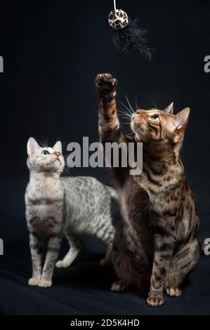 Photo mignonne de deux chats du bengale jouant. Banque D'Images