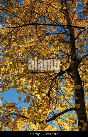 feuilles de peuplier tremble colorées en automne Banque D'Images