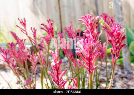 Une usine de Bush Pearl de Kangaroo Paw (hybride Anigozanthos) dans une cour de Sydney, en Australie Banque D'Images