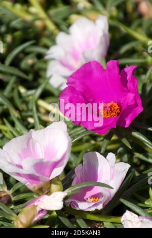 Sydney Australie, rose et violet, portulaca fleurit au soleil Banque D'Images