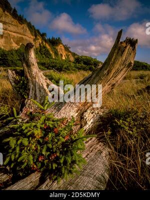 Driftwood, Gold Bluffs Beach, Prairie Creek Redwood State Park, Redwood National and State Parks, Californie Banque D'Images