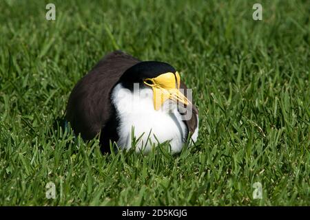 Sydney Australie, Lapwing masqué indigène assis sur la pelouse dans le parc local Banque D'Images