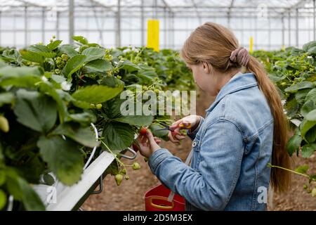 Jeune fille blonde cueillant des fraises avec des ciseaux dans une ferme de fraises en serre. Les cheveux des filles sont dans une queue de cheval et elle fait un denim Banque D'Images