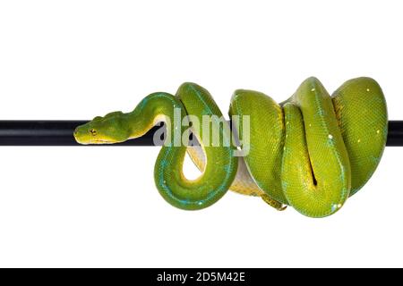 Adulte Green Tree Python aka Morelia viridis suspendu sur le poteau noir, se déplaçant sur le côté. Isolé sur fond blanc. Banque D'Images