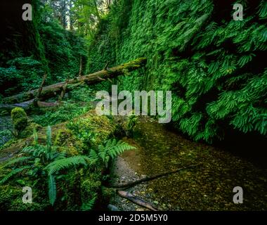 Fern Canyon, parc régional des séquoias de Prairie Creek, parcs nationaux et nationaux de Redwood, Californie Banque D'Images