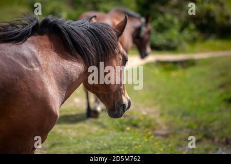 Nouveau poney forestier debout dans le champ. Forêt Angleterre été Sun Animanls. Banque D'Images