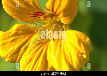 Le 13 octobre 2020, Schleswig, petits naturtiums sauvages (Tropaeolum moins) à fleurs jaunes sur un naturtium de bord de route (Tropaeolum) sont les seuls genres de la famille des naturtium (Tropaeolaceae) dans l'ordre des espèces crucifères. Détail du sang jaune. Kernudicotyledonen, Rosiden, Eurosiden II, ordre: Crucifères (Brassicales), famille: naturtium, genre: naturtium | usage dans le monde entier Banque D'Images