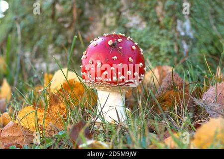 13 octobre 2020, Schleswig, une petite mouche rouge agarique (Amanita muscaria), un champignon toxique, de la famille amanita sur le tronc d'un bouleau. Classe: Agaricomycètes, sous-classe: Agaricomycetidae, ordre: Champignon (Agaricales), famille: Amanitaceae, genre: Amanita, espèce: Tabouret | usage dans le monde entier Banque D'Images