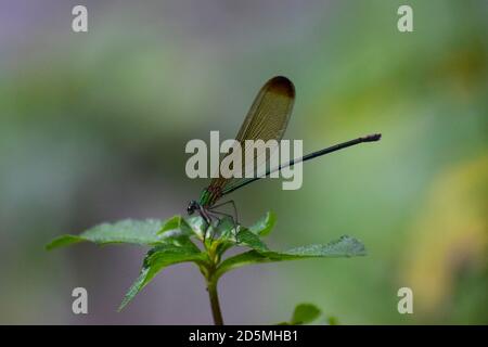 Damselfly à ailes de bijoux ébène posé sur une feuille Banque D'Images