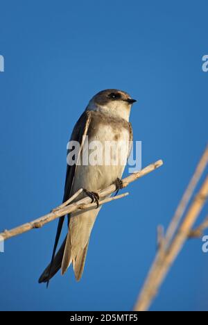 Sable Martin - Riparia riparia, beau timide perching oiseau des banques de sable d'Euroasian, île de Pag, Croatie. Banque D'Images