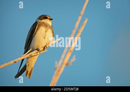 Sable Martin - Riparia riparia, beau timide perching oiseau des banques de sable d'Euroasian, île de Pag, Croatie. Banque D'Images