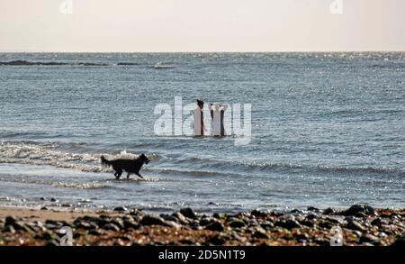 Langland Bay, Swansea, Royaume-Uni. 14 octobre 2020. Nageurs en mer ce matin, profitez au maximum du magnifique temps d'automne à Langland Bay près de Swansea. Comme d'autres régions du pays de Galles et du Royaume-Uni, Swansea est actuellement en confinement (à partir du 27 septembre 2020) suite à une forte augmentation des cas de coronavirus (COVID-19) dans la région du Conseil municipal de la ville et du comté de Swansea. Credit: Phil Rees/Alamy Live News Banque D'Images