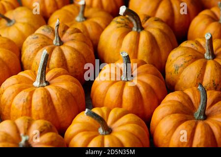 Superbes mini citrouilles orange, vue rapprochée Banque D'Images