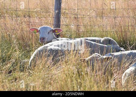 élevage de moutons dans un pâturage de montagne Banque D'Images