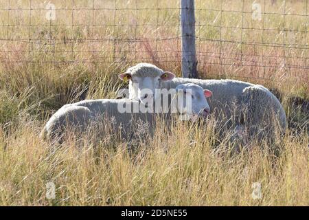 élevage de moutons dans un pâturage de montagne Banque D'Images