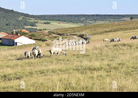 élevage de moutons dans un pâturage de montagne Banque D'Images