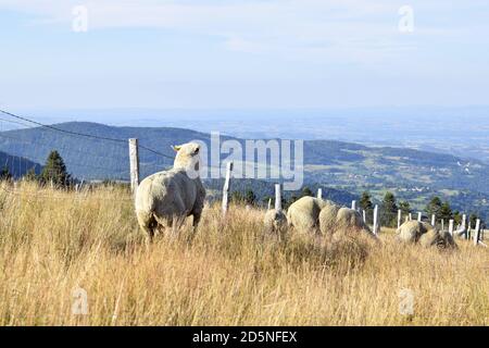 élevage de moutons dans un pâturage de montagne Banque D'Images