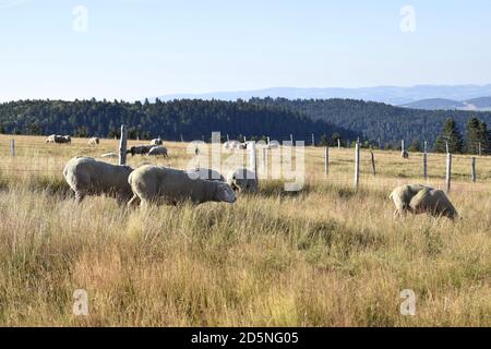 élevage de moutons dans un pâturage de montagne Banque D'Images