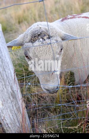 élevage de moutons dans un pâturage de montagne Banque D'Images