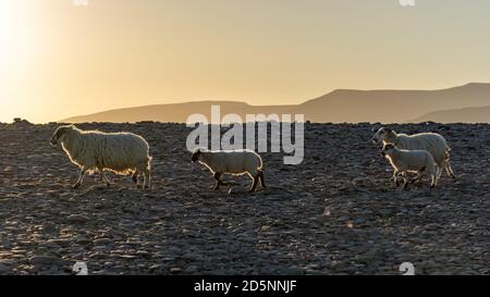 Famille de moutons marchant au coucher du soleil sur l'anneau de Kerry, Irlande. Famille de moutons dans la lumière du soir à la plage de Rossbeigh, Irlande. Banque D'Images