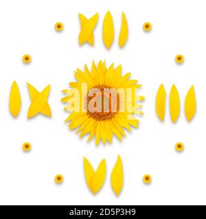 cadran d'horloge de tournesol sur fond blanc, isoler Banque D'Images