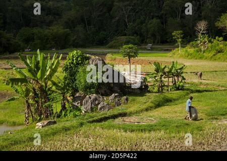 Vue horizontale d'un agriculteur travaillant dans un champ de riz, Tana Toraja, Sulawesi, Indonésie Banque D'Images