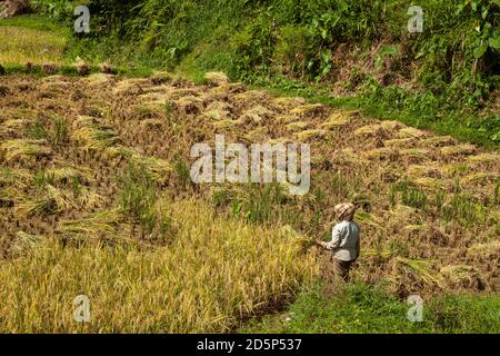 Vue horizontale d'un agriculteur travaillant dans un champ de riz, Tana Toraja, Sulawesi, Indonésie Banque D'Images