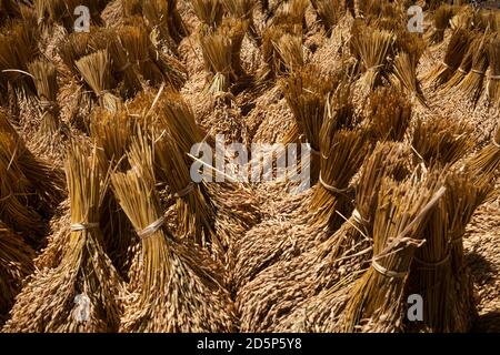 Gros plan horizontal de beaucoup de petits pains dorés d'épis de riz séchant au soleil, Tana Toraja, Sulawesi, Indonésie Banque D'Images