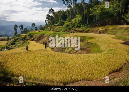 Vue panoramique de deux touristes prenant des photos du magnifique paysage de champs de riz en terrasse Torajan, Tana Toraja, Sulawesi, Indonésie Banque D'Images