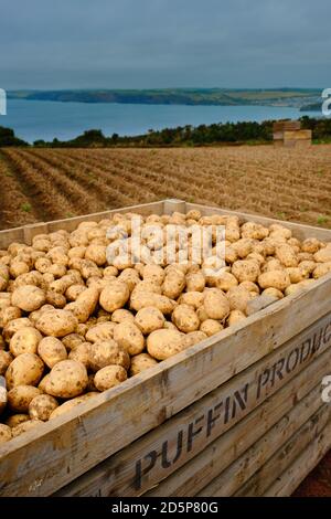 Pommes de terre récoltées dans une ferme à Pembrokeshire, au pays de Galles Banque D'Images