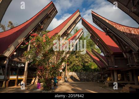 Vue horizontale de deux rangées de tongkonans, maisons ancestrales traditionnelles, dans le village de Ma'dong, Tana Toraja, Sulawesi, Indonésie Banque D'Images