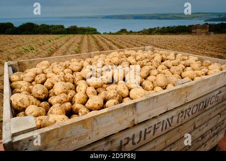 Pommes de terre récoltées dans une ferme à Pembrokeshire, au pays de Galles Banque D'Images