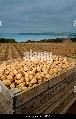 Pommes de terre récoltées dans une ferme à Pembrokeshire, au pays de Galles Banque D'Images