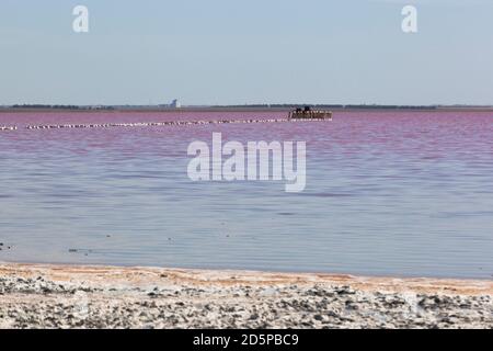 Lac rose Sasyk-Sivash près de la ville d'Evpatoria, Crimée, Russie Banque D'Images