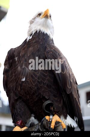La mascotte d'aigle du Palais de Cristal Kayla Banque D'Images