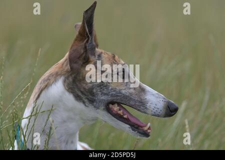 Fond de champ d'herbe simple, avec un profil de côté plein cadre détaillé d'un visage blanc et bringé de greyhound. Regarder droit et se pander. Banque D'Images