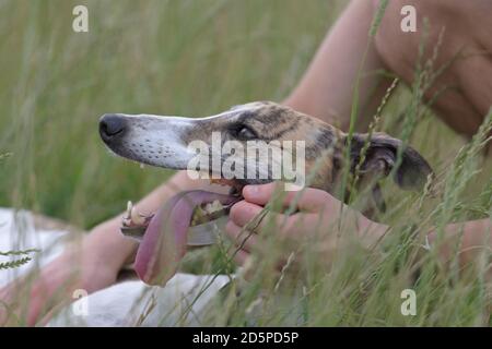 Le maître de chien est affectueusement les animaux bringés et les lévriers blancs comme elle se trouve dans l'herbe après une longue période de jeu. La langue se bouche à mesure qu'elle refroidit. Banque D'Images