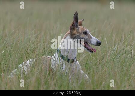 Copiez l'espace autour de l'image du corps entier d'un chien greyhound dans un champ ouvert. En regardant vers la droite et en paniquant, elle se trouve au milieu de l'herbe verte longue. Banque D'Images