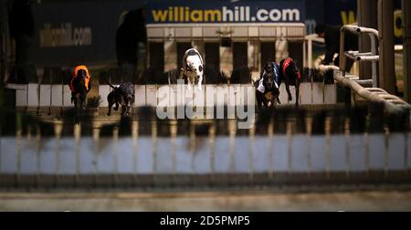 Vue générale du début de la meilleure cote de William Hill 480 obstacles garantis au stade Greyhound de Wimbledon Banque D'Images