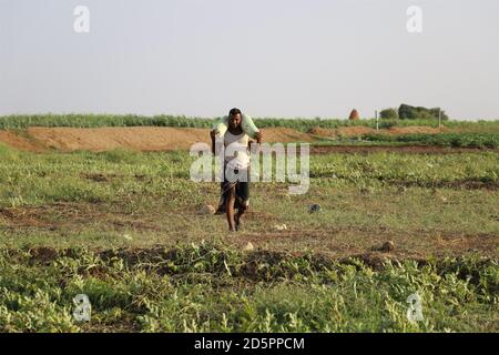 Hajjah, Yémen. 12 octobre 2020. Le fils aîné de Mohammed Al-Jaidi Mohammed Mohammed Al-Jaidi recueille des pastèques dans une ferme de la ville de midi dans la province de Hajjah, Yémen, 12 octobre 2020. La majeure partie de la culture de pastèque s'est affinée puis pourrie dans les champs de la ville côtière assiégée de midi, dans le nord du Yémen. POUR ALLER AVEC "Feature: La pourriture des pastèques dans les fermes du Yémen en raison de la guerre" crédit: Mohammed ALwafi/Xinhua/Alamy Live News Banque D'Images