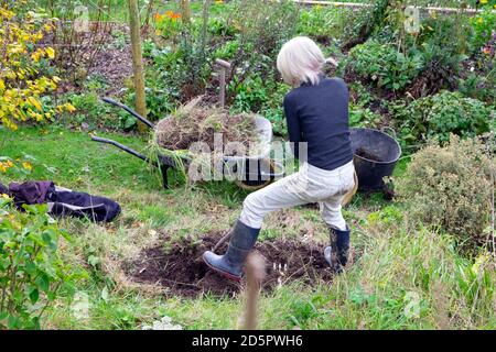 Vue arrière d'une femme âgée creusant dans le jardin en automne et désherbant pour planter un arbuste vivace dans Carmarthenshire pays de Galles Royaume-Uni Grande-Bretagne KATHY DEWITT Banque D'Images