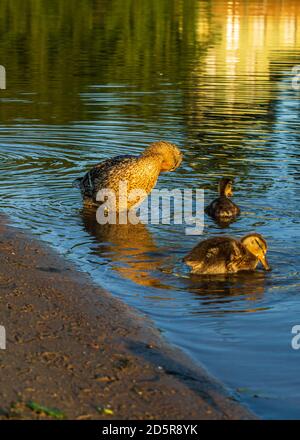 Mère de canard avec enfants Canard dans la ville rivière lavage d'eau au lever du soleil Banque D'Images