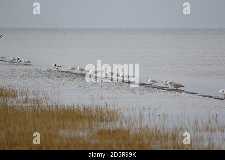 Les oiseaux de mer perchés au bord de la marche de sel à marée haute. Parc national de la mer des Wadden. Basse-Saxe. Allemagne. Banque D'Images
