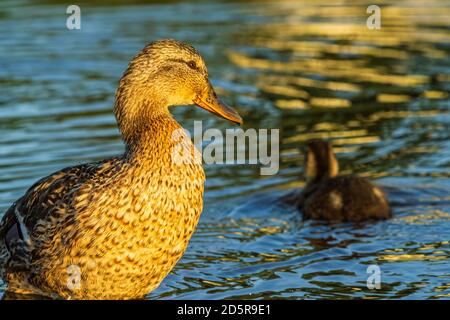 Mère de canard avec enfants Canard dans la ville rivière lavage d'eau au lever du soleil Banque D'Images